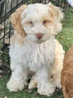 Max, a male Cockapoo for sale in Republic, MO – 2 of 9