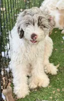 Drax, a male Cockapoo for sale in Republic, MO – 3 of 10