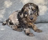 Abby, a female Cockapoo and Cocker Spaniel for sale in Republic, MO – 4 of 4
