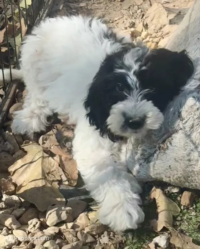 Winnie – Cockapoo, Cocker Spaniel puppy for sale in Republic, MO