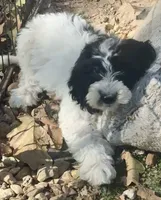 Winnie, a female Cockapoo and Cocker Spaniel for sale in Republic, MO – 1 of 9