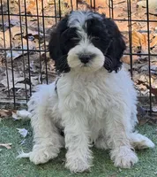 Winston, a male Cockapoo and Cocker Spaniel for sale in Republic, MO – 1 of 8