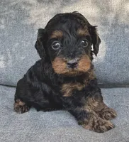 Eva, a female Cockapoo and Cocker Spaniel for sale in Republic, MO – 3 of 4