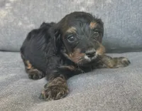 Leo, a male Cockapoo and Cocker Spaniel for sale in Republic, MO – 2 of 3