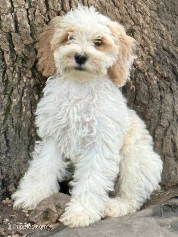 Arlo – Cockapoo puppy for sale in Republic, MO