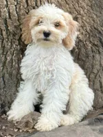 Arlo, a male Cockapoo for sale in Republic, MO – 2 of 9