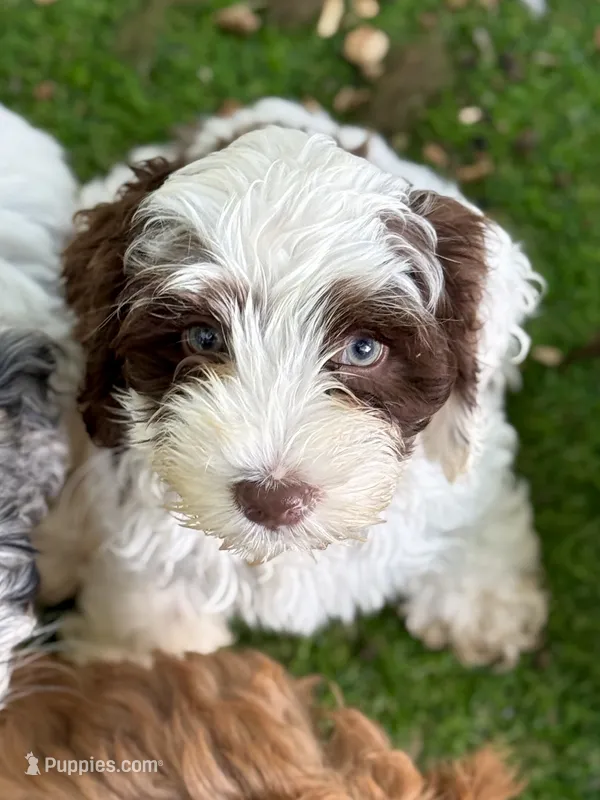 Dane – Cockapoo puppy for sale in Republic, MO