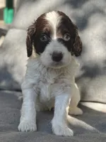 Coco, a female Cockapoo and Cocker Spaniel for sale in Republic, MO – 2 of 3