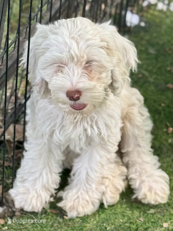 Aura – Cockapoo puppy for sale in Republic, MO