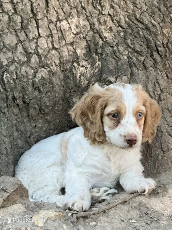 Max – Cockapoo puppy for sale in Republic, MO