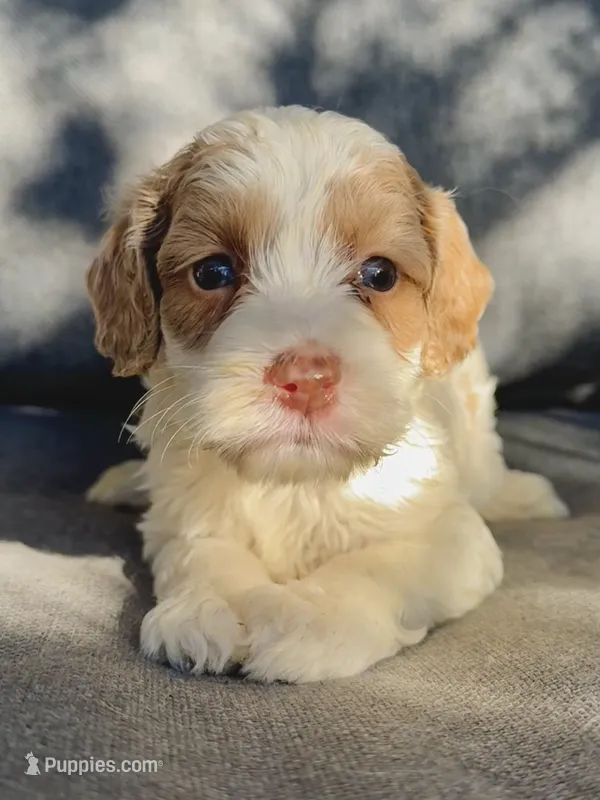Ivy – Cockapoo, Cocker Spaniel puppy for sale in Republic, MO