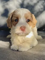 Ivy, a female Cockapoo and Cocker Spaniel for sale in Republic, MO – 1 of 4