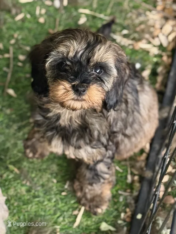 Sadie – Cockapoo puppy for sale in Republic, MO