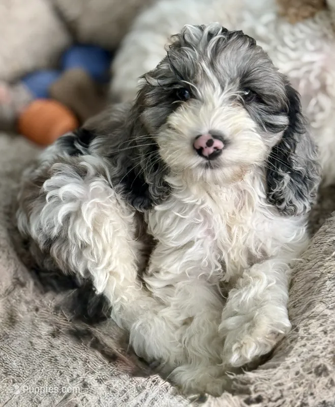 Duke – Cockapoo puppy for sale in Republic, MO