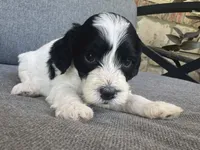Duke, a male Cockapoo and Cocker Spaniel for sale in Republic, MO – 3 of 4