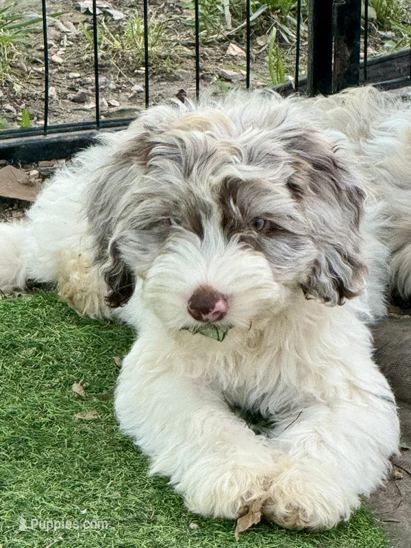 Drax – Cockapoo puppy for sale in Republic, MO