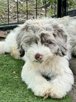 Drax, a male Cockapoo for sale in Republic, MO – 1 of 10