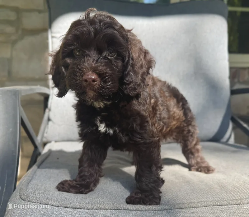 Moose – Cockapoo, Cocker Spaniel puppy on hold in Republic, MO