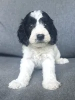 Sophie , a female Cockapoo and Cocker Spaniel for sale in Republic, MO – 5 of 9