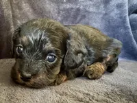 Lola, a female Cavapoo for sale in Springfield, MO – Photo 3 of 3