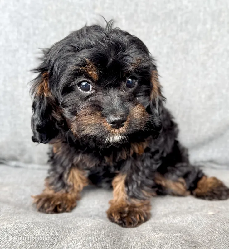 Lola – Cavapoo puppy on hold in Springfield, MO