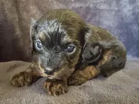 Lola, a female Cavapoo for sale in Springfield, MO – Photo 2 of 3