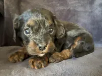 Lola, a female Cavapoo for sale in Springfield, MO – Photo 1 of 3