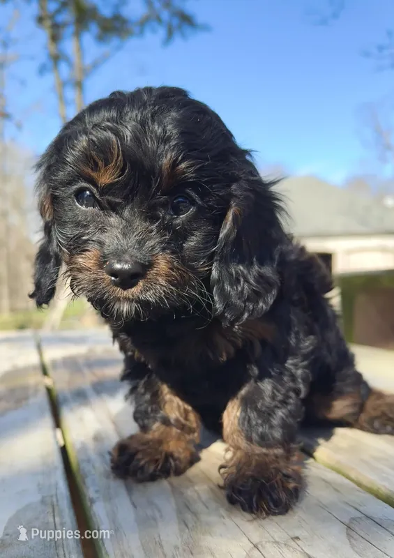 Lola – Cavapoo puppy for sale in Springfield, MO