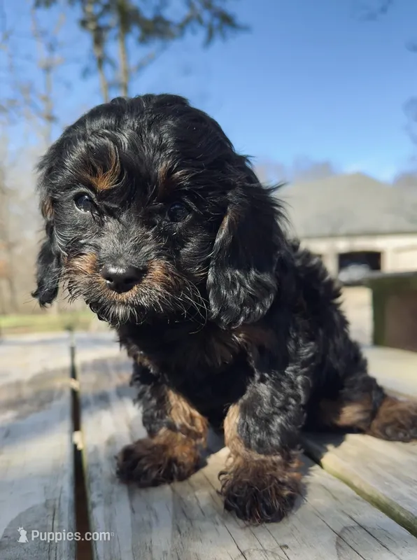 Lola – Cavapoo puppy for sale in Springfield, MO