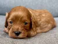 Ivy, a female Cavapoo for sale in Republic, MO – 1 of 5