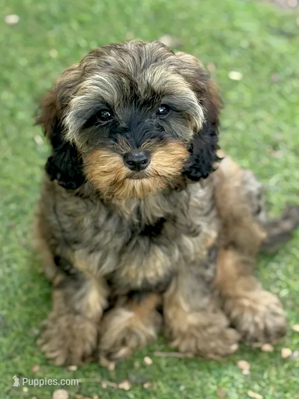 Sadie – Cockapoo puppy for sale in Republic, MO