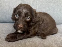 Moose, a male Cockapoo and Cocker Spaniel for sale in Republic, MO – 2 of 4