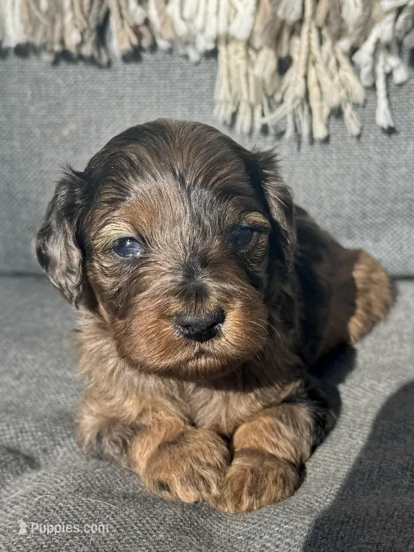 Birdie  – Cockapoo puppy for sale in Republic, MO