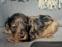 Birdie , a female Cockapoo for sale in Republic, MO – Photo 2 of 4