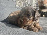 Birdie , a female Cockapoo for sale in Republic, MO – Photo 4 of 4