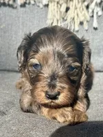 Birdie , a female Cockapoo for sale in Republic, MO – Photo 3 of 4