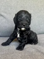 Cash, a male Cockapoo and Cocker Spaniel for sale in Republic, MO – 3 of 5