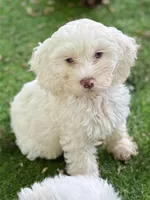 Aura, a female Cockapoo for sale in Republic, MO – 1 of 8