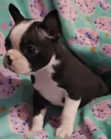 processed/056c358b-65c8-48cd-bd56-63333433cc44/listing/4314eb09-1284-4af5-8db3-b27f922c51e6/774357ad-8439-4d4d-8788-3a871f1b9091