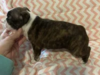 Thelma, a female Boston Terrier for sale in Mountain Home, AR – Photo 3 of 3