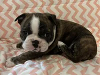 Thelma, a female Boston Terrier for sale in Mountain Home, AR – Photo 2 of 3