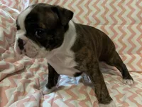 Thelma, a female Boston Terrier for sale in Mountain Home, AR – Photo 1 of 3