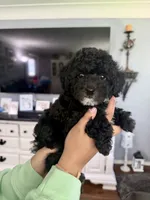 Leo, a male Poodle - Toy  for sale in Brainerd, MN – 3 of 4