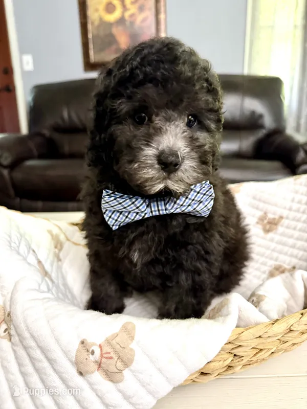 Silver – Poodle - Toy  puppy for sale in Brainerd, MN