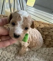 Johnny, a male Poodle - Toy  for sale in Brainerd, MN – 3 of 4