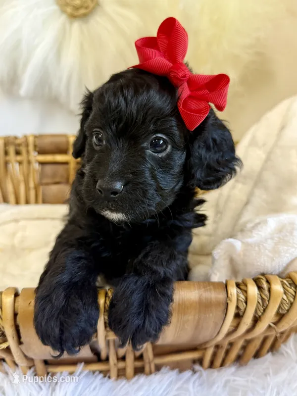 Starburst – Cavapoo puppy for sale in Brainerd, MN