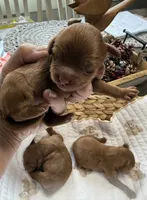 Red boy, a male Cavapoo for sale in Brainerd, MN – 3 of 4