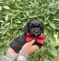 Hudson, a male Cavapoo for sale in Brainerd, MN – 2 of 5