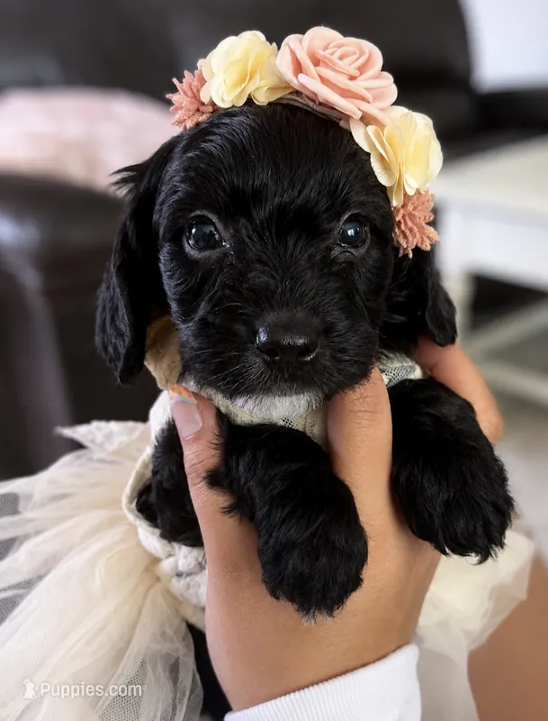 Fern – Cavapoo puppy for sale in Brainerd, MN
