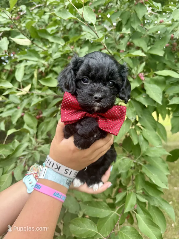 Hudson – Cavapoo puppy for sale in Brainerd, MN